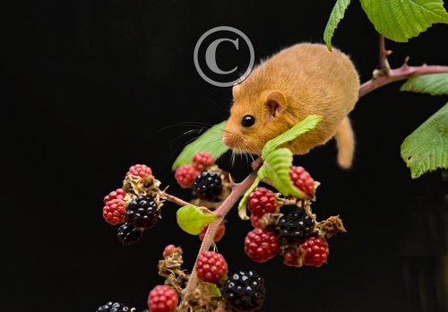 Dormouse 2 DM0355